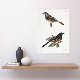 "Artery8 James Ellsworth De Kay Swamp Finch & Chewink Wall Art Print in White - Size: W12"" x H16""" - thumbnail 4