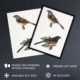 "Artery8 James Ellsworth De Kay Swamp Finch & Chewink Wall Art Print in White - Size: W12"" x H16""" - thumbnail 2