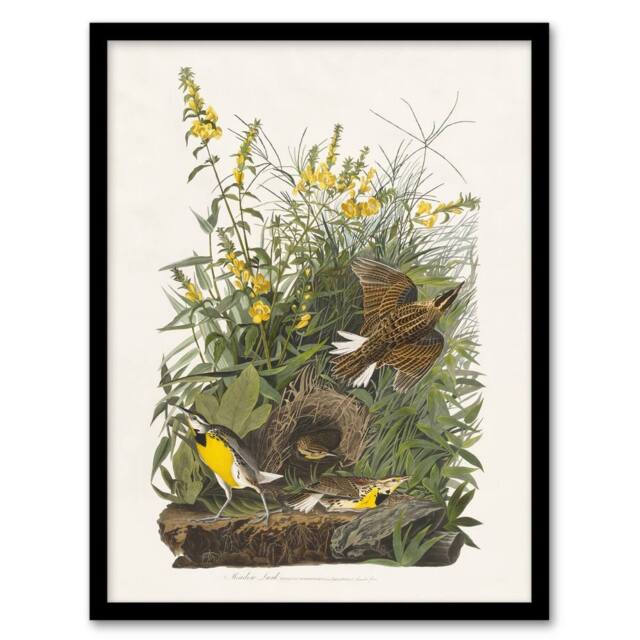 "Artery8 Meadowlark Bird False Foxglove Audubon Framed Wall Art Print in White - Size: W12"" x H16""" - image 1