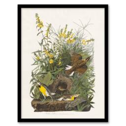 "Artery8 Meadowlark Bird False Foxglove Audubon Framed Wall Art Print in White - Size: W12"" x H16""" - thumbnail 1