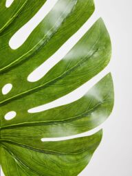 Orsina Monstera Palm Stem - 109cm Green, Large Faux Leaf With Lifelike Texture & Bold Tropical Look, Adds Height in Green - thumbnail 3