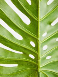 Orsina Monstera Palm Stem - 109cm Green, Large Faux Leaf With Lifelike Texture & Bold Tropical Look, Adds Height in Green - thumbnail 5