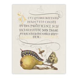 "Artery8 Caterpillar Pear & Butterfly Calligraphy Wall Art Poster Print in White - Size: W12"" x H16""" - thumbnail 1