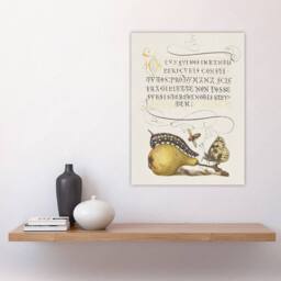 "Artery8 Caterpillar Pear & Butterfly Calligraphy Wall Art Poster Print in White - Size: W12"" x H16""" - thumbnail 4