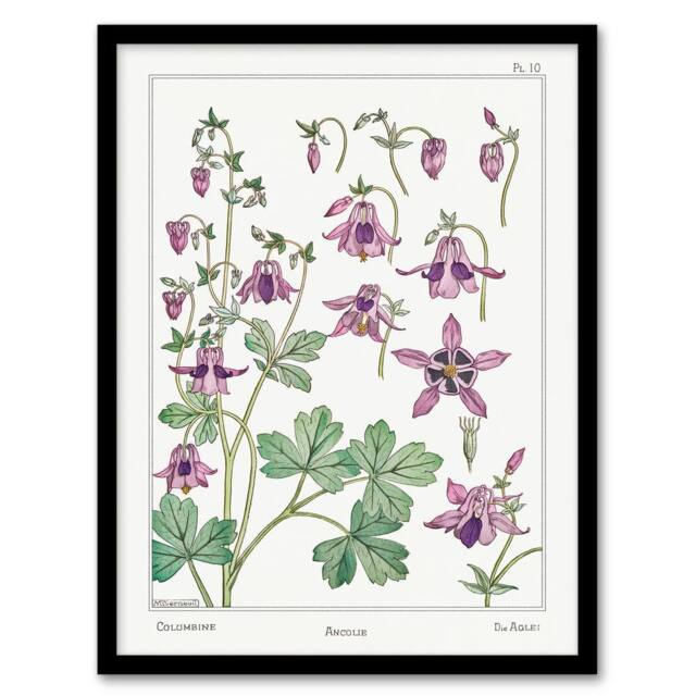 Artery8 Maurice Pillard Verneuil Framed Wall Art Columbine Aquilegia Flower in White - Size: A4 - image 1