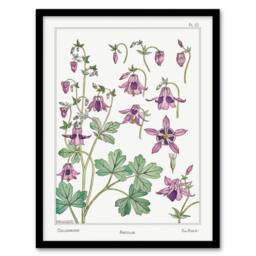 Artery8 Maurice Pillard Verneuil Framed Wall Art Columbine Aquilegia Flower in White - Size: A4 - thumbnail 1