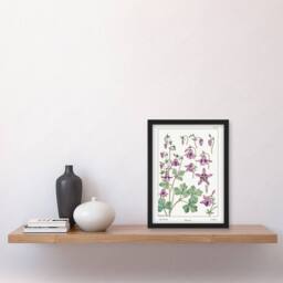 Artery8 Maurice Pillard Verneuil Framed Wall Art Columbine Aquilegia Flower in White - Size: A4 - thumbnail 2