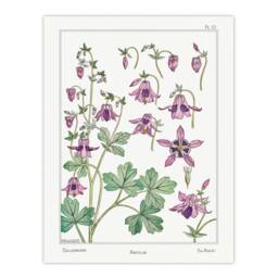 Artery8 Maurice Pillard Verneuil Framed Wall Art Columbine Aquilegia Flower in White - Size: A4 - thumbnail 3