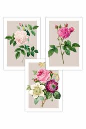 ARTZE Set of 3 Vintage Pink & White Roses on Beige Art Posters in Light Beige - Size: W50 cm x H70 cm - thumbnail 1