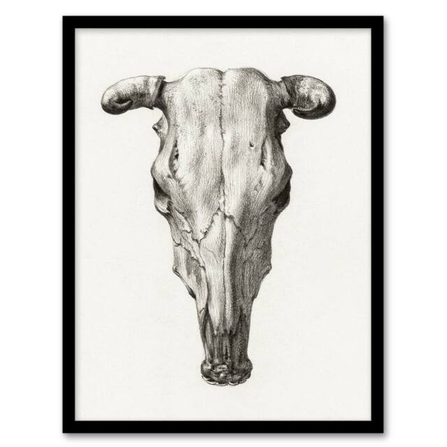 Artery8 Jean Bernard Framed Wall Art Print Skull of a Cow Pencil Drawing in White - Size: A4 - image 1