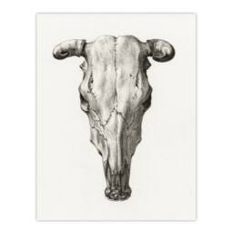 Artery8 Jean Bernard Framed Wall Art Print Skull of a Cow Pencil Drawing in White - Size: A4 - thumbnail 3