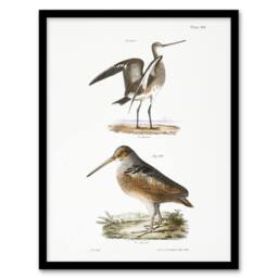 Artery8 James De Kay Ring Tailed Marlin & American Woodcock Framed Art Print in White - Size: A4 - thumbnail 1