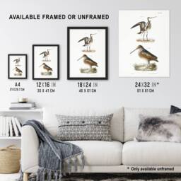 Artery8 James De Kay Ring Tailed Marlin & American Woodcock Framed Art Print in White - Size: A4 - thumbnail 3