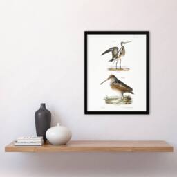 Artery8 James De Kay Ring Tailed Marlin & American Woodcock Framed Art Print in White - Size: A4 - thumbnail 4