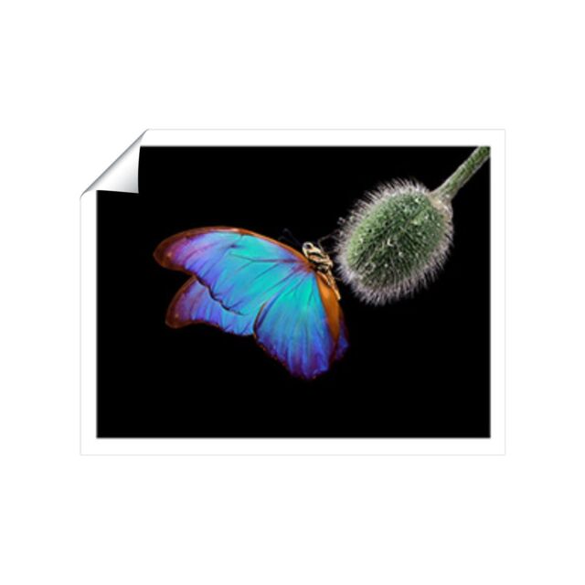 "Warren Reed - Designer Bright Butterfly On A Poppy Bud Unframed Art Print - Size: W20"" x H30""" - image 1