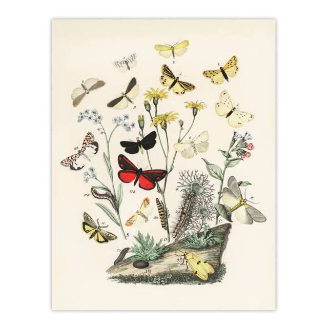 "Artery8 Small Butterflies Caterpillars Kirby Vintage Wall Art Print Poster in White - Size: W24"" x H32""" - image 1