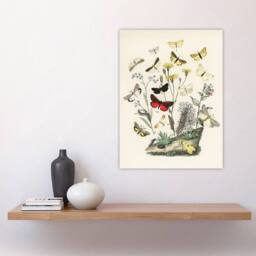 "Artery8 Small Butterflies Caterpillars Kirby Vintage Wall Art Print Poster in White - Size: W24"" x H32""" - thumbnail 4