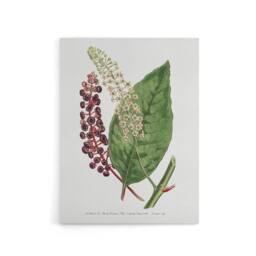 "Artery8 Francis Sansom American Pokeweed Vintage Botanical Canvas Art Print in White - Size: W12"" x H16""" - thumbnail 1