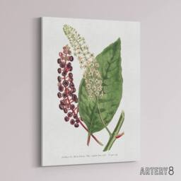 "Artery8 Francis Sansom American Pokeweed Vintage Botanical Canvas Art Print in White - Size: W12"" x H16""" - thumbnail 2