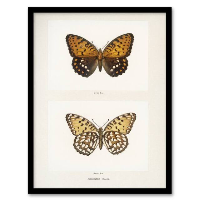 Artery8 Regal Fritillary Butterfly Sherman Denton Framed Wall Art Print in White - Size: A4 - image 1