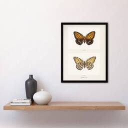 Artery8 Regal Fritillary Butterfly Sherman Denton Framed Wall Art Print in White - Size: A4 - thumbnail 4