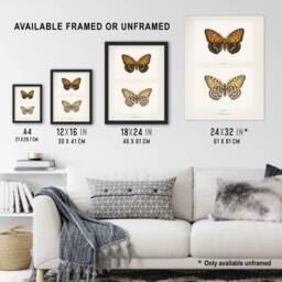 Artery8 Regal Fritillary Butterfly Sherman Denton Framed Wall Art Print in White - Size: A4 - thumbnail 3