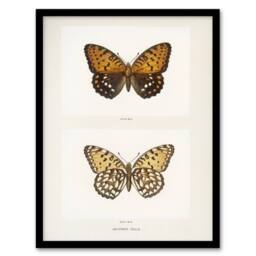 Artery8 Regal Fritillary Butterfly Sherman Denton Framed Wall Art Print in White - Size: A4 - thumbnail 1