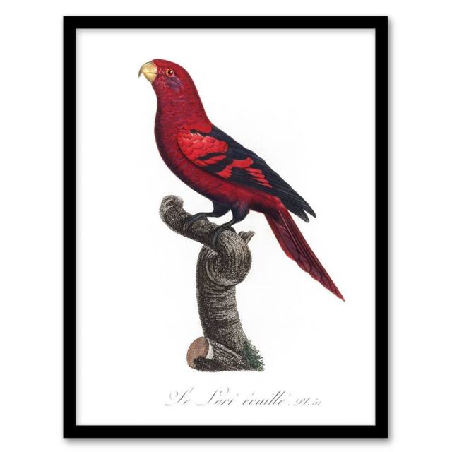 Artery8 The Violet Necked Lory Parrot Levaillant Framed Wall Art Print in White - Size: A4 - image 1