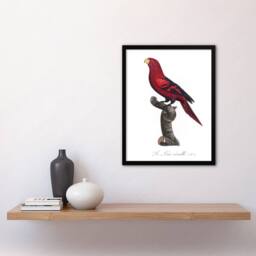 Artery8 The Violet Necked Lory Parrot Levaillant Framed Wall Art Print in White - Size: A4 - thumbnail 4