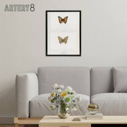 "Artery8 Brazilian Lady Vintage Butterfly Artwork Denton Framed Canvas Wall Art in White - Size: W12"" x H16""" - thumbnail 3