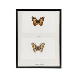 "Artery8 Brazilian Lady Vintage Butterfly Artwork Denton Framed Canvas Wall Art in White - Size: W12"" x H16""" - thumbnail 1