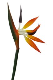 Orsina Bird of Paradise - 92cm, Exotic Faux Flower With Bold Orange & Purple Petals, Adds A Tropical Touch - thumbnail 6