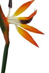 Orsina Bird of Paradise - 92cm, Exotic Faux Flower With Bold Orange & Purple Petals, Adds A Tropical Touch - thumbnail 5