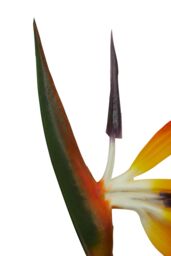 Orsina Bird of Paradise - 92cm, Exotic Faux Flower With Bold Orange & Purple Petals, Adds A Tropical Touch - thumbnail 3