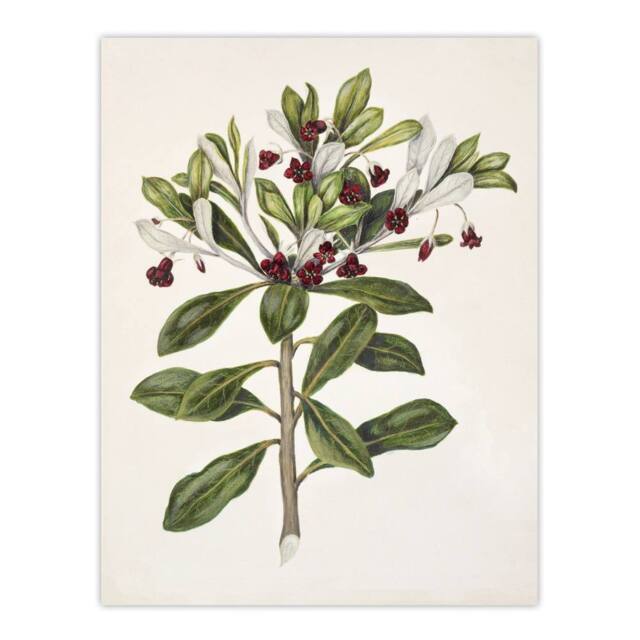 "Artery8 New Zealand Kohuhu & Karo Plant Featon Wall Art Poster Print in Beige - Size: W18"" x H24""" - image 1