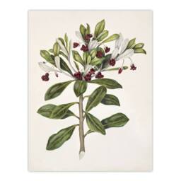 "Artery8 New Zealand Kohuhu & Karo Plant Featon Wall Art Poster Print in Beige - Size: W18"" x H24""" - thumbnail 1
