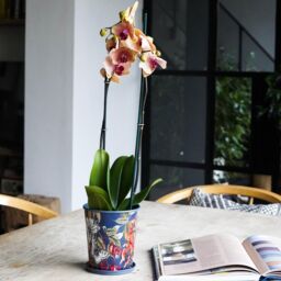 Royal Botanic Gardens Kew Kew Temperate House 16Cm Planter w/ Saucer 16Cm - Metal - Detachable Saucer - Light Weight - Premium Quality - 2 Sizes