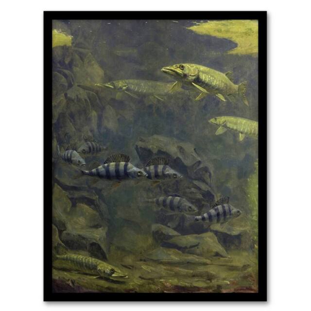 Artery8 Pike Perch Aquarium Vintage Framed Wall Art Print Gerrit Dijsselhof in Green - Size: A4 - image 1