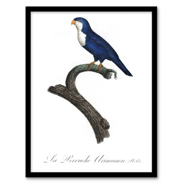 Artery8 The Arimanon Parakeet Parrot Levaillant Framed Wall Art Print in White - Size: A4 - image 1