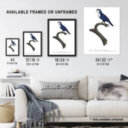 Artery8 The Arimanon Parakeet Parrot Levaillant Framed Wall Art Print in White - Size: A4 - thumbnail 3