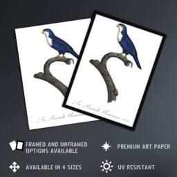 Artery8 The Arimanon Parakeet Parrot Levaillant Framed Wall Art Print in White - Size: A4 - thumbnail 2