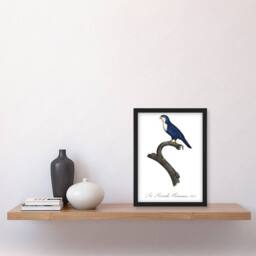 Artery8 The Arimanon Parakeet Parrot Levaillant Framed Wall Art Print in White - Size: A4 - thumbnail 4