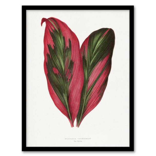 Artery8 AF Lydon B Fawcett Pink Dracaena Terminalis Leaf Framed Wall Art Print in White - Size: A4 - image 1