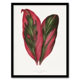 Artery8 AF Lydon B Fawcett Pink Dracaena Terminalis Leaf Framed Wall Art Print in White - Size: A4 - thumbnail 1