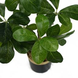 Leaf 60cm Artificial Tropical Bonsai Ficus Tree in Green - thumbnail 2