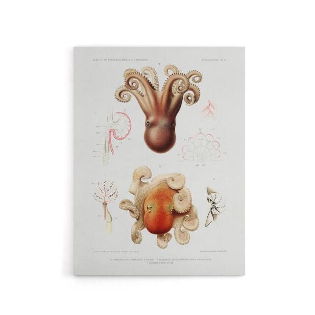 "Artery8 Octopus Marine Life Study Albert I Canvas Wall Art Print in White - Size: W12"" x H16""" - image 1