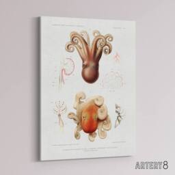 "Artery8 Octopus Marine Life Study Albert I Canvas Wall Art Print in White - Size: W12"" x H16""" - thumbnail 2