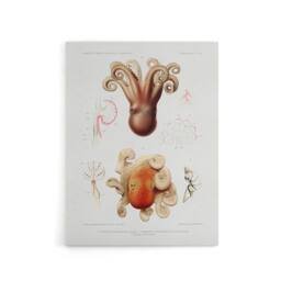 "Artery8 Octopus Marine Life Study Albert I Canvas Wall Art Print in White - Size: W12"" x H16""" - thumbnail 1