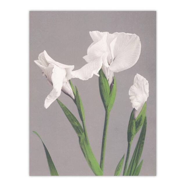 "Artery8 White Irises Blooming Flowers Retro Japan Wall Art Print Kazumasa in Green - Size: W12"" x H16""" - image 1
