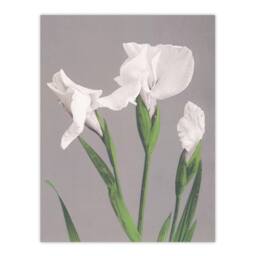 "Artery8 White Irises Blooming Flowers Retro Japan Wall Art Print Kazumasa in Green - Size: W12"" x H16""" - thumbnail 1
